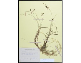 Ostřice bažinná (Carex limosa), Šumava, 27. 6. 1991, leg. J. Michálek, Č. Ondráček, Jar. Rydlo.